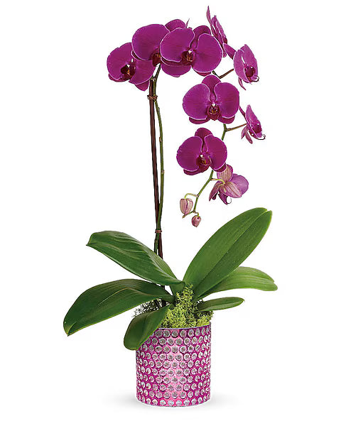Purple Phalaenopsis orchid plant in a decorative pot on a white background.