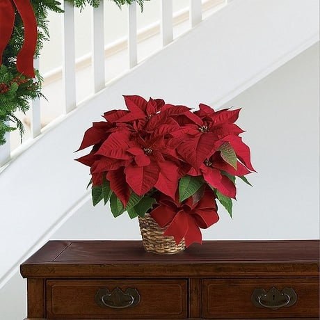 White Poinsettia with Pot Cover