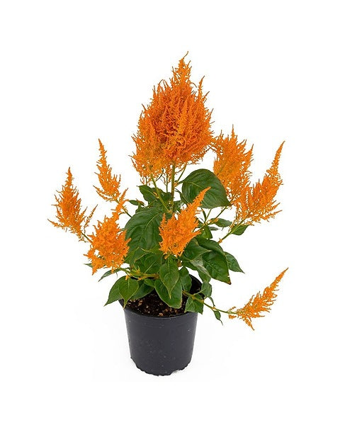 Celosia