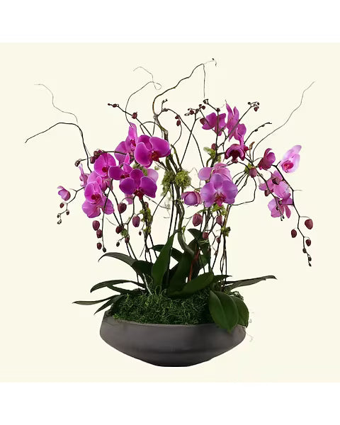 Orchid Garden Style B