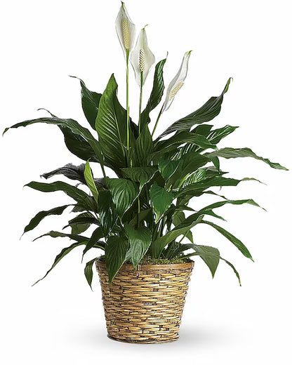 Simply Elegant Spathiphyllum (Peace Lily) - Medium