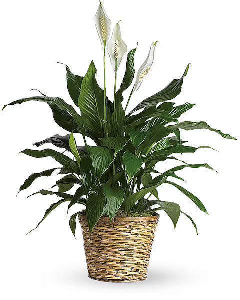 Simply Elegant Spathiphyllum (Peace Lily) - Medium