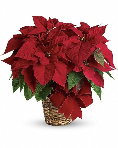 Red Poinsettia with Pot Cover