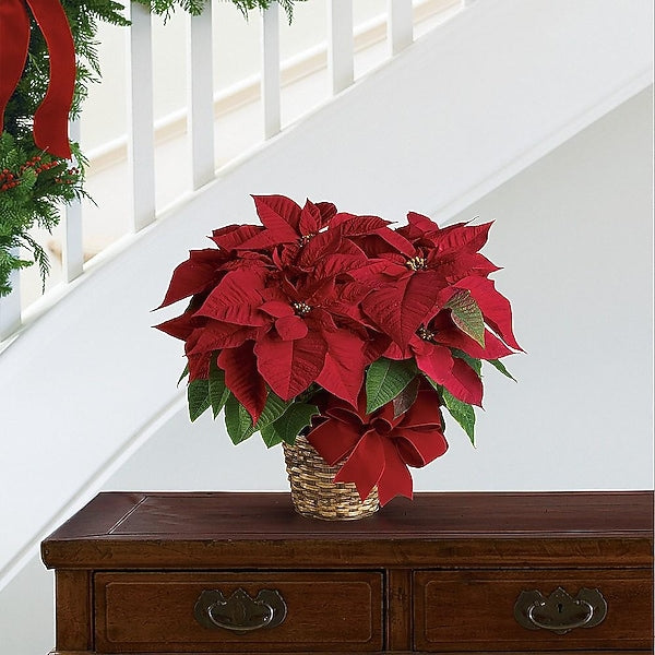 Red Poinsettia with Pot Cover