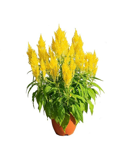 Celosia