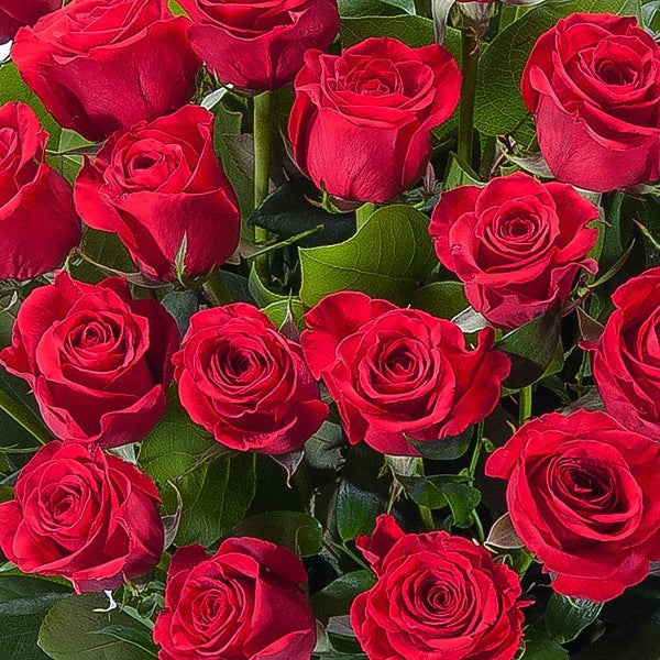 Explosion of Roses